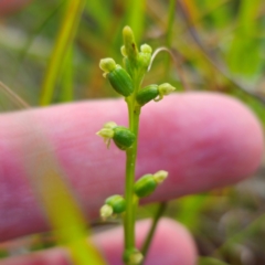 Microtis parviflora at QPRC LGA - suppressed