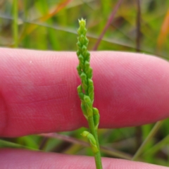 Microtis parviflora at QPRC LGA - suppressed