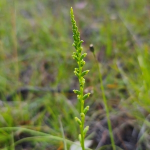 Microtis parviflora at QPRC LGA - suppressed