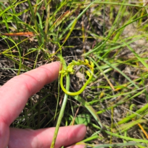 Microtis parviflora at QPRC LGA - suppressed