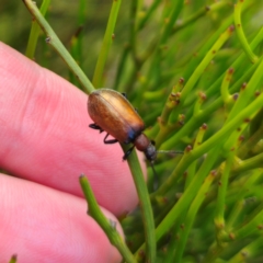 Ecnolagria grandis (Honeybrown beetle) at QPRC LGA - 30 Dec 2023 by Csteele4