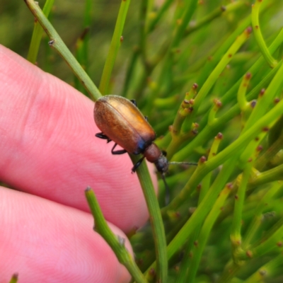 Ecnolagria grandis (Honeybrown beetle) at Captains Flat, NSW - 30 Dec 2023 by Csteele4