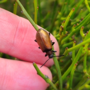 Ecnolagria grandis at QPRC LGA - 30 Dec 2023