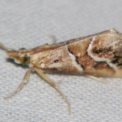 Unidentified Pyralid or Snout Moth (Pyralidae & Crambidae) at Sheldon, QLD - 28 Dec 2007 by PJH123