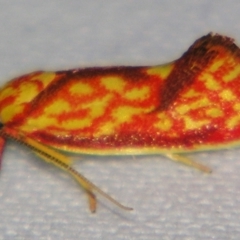 Crepidosceles chryserythra (Wingia group) at Sheldon, QLD - 28 Dec 2007 by PJH123