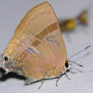 Deudorix diovis at Sheldon, QLD - suppressed