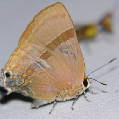 Deudorix diovis (Bright Cornelian) at Sheldon, QLD - 29 Dec 2007 by PJH123