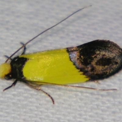 Edosa xystidophora (Tineid moth) at Sheldon, QLD - 28 Dec 2007 by PJH123