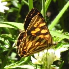 Oreixenica kershawi (Striped Xenica) at Namadgi National Park - 30 Dec 2023 by JohnBundock