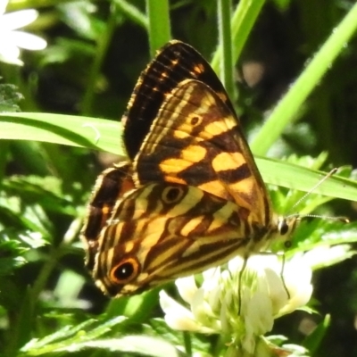 Oreixenica kershawi (Striped Xenica) at Namadgi National Park - 30 Dec 2023 by JohnBundock