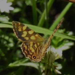 Oreixenica kershawi at Namadgi National Park - 30 Dec 2023