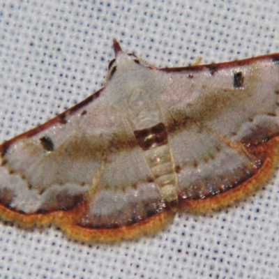 Enispa violacea (Acontiinae) at Sheldon, QLD - 28 Dec 2007 by PJH123