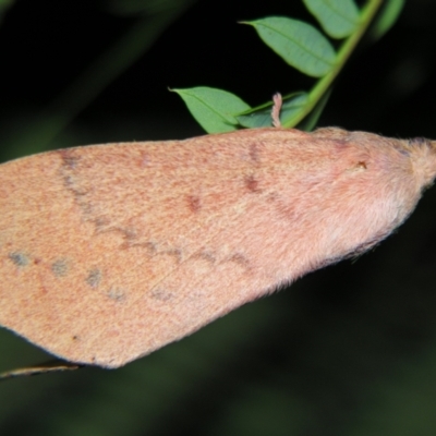 Entometa fervens (Common Gum Snout Moth) at Sheldon, QLD - 28 Dec 2007 by PJH123