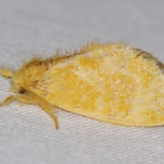 Euproctis lutea (Lymantriinae (Yellow Tussock)) at Sheldon, QLD - 28 Dec 2007 by PJH123