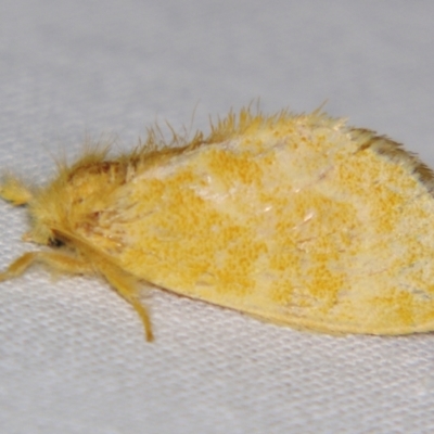 Euproctis lutea (Lyantriinae) at Sheldon, QLD - 28 Dec 2007 by PJH123