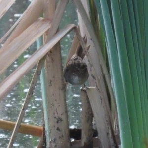 Poodytes gramineus at Jerrabomberra Wetlands - 29 Dec 2023