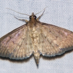 Herpetogramma licarsisalis (Sod Webworm) at Sheldon, QLD - 28 Dec 2007 by PJH123