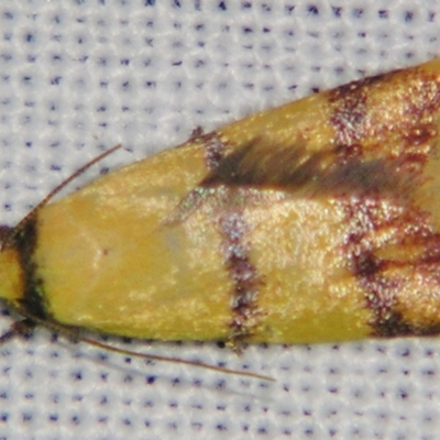 Unidentified Concealer moth (Oecophoridae) at Sheldon, QLD - 28 Dec 2007 by PJH123