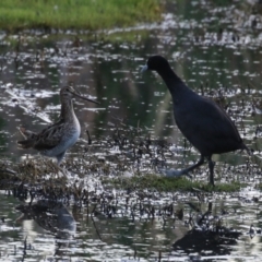 Gallinago hardwickii (Latham's Snipe) at Fyshwick, ACT - 29 Dec 2023 by RodDeb