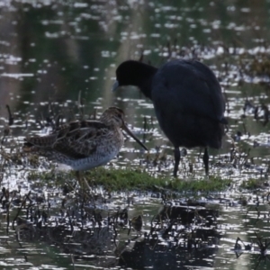 Gallinago hardwickii at Jerrabomberra Wetlands - 29 Dec 2023