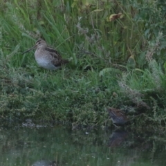 Gallinago hardwickii at Jerrabomberra Wetlands - 29 Dec 2023