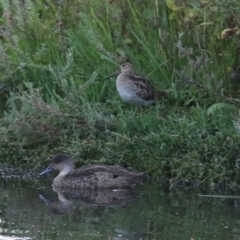 Gallinago hardwickii at Jerrabomberra Wetlands - 29 Dec 2023