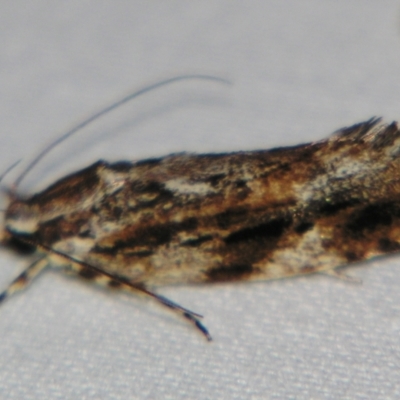 Barea (genus) (A concealer moth) at Sheldon, QLD - 28 Dec 2007 by PJH123