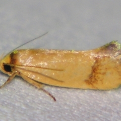 Unidentified Concealer moth (Oecophoridae) at Sheldon, QLD - 28 Dec 2007 by PJH123