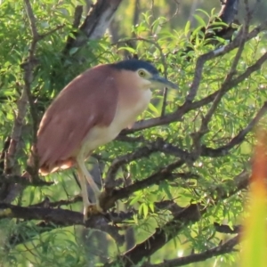 Nycticorax caledonicus at Jerrabomberra Wetlands - 29 Dec 2023 08:01 PM