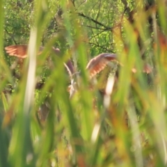 Nycticorax caledonicus at Jerrabomberra Wetlands - 29 Dec 2023