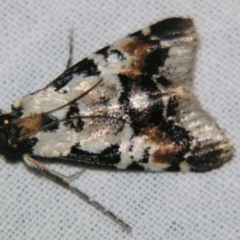 Orthaga sp near seminivea at Sheldon, QLD - 28 Dec 2007 by PJH123