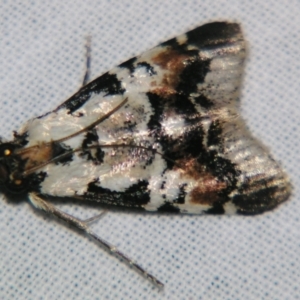Orthaga sp near seminivea at Sheldon, QLD - suppressed