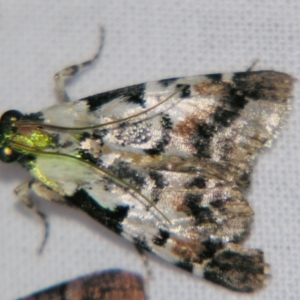 Orthaga sp near seminivea at Sheldon, QLD - 28 Dec 2007