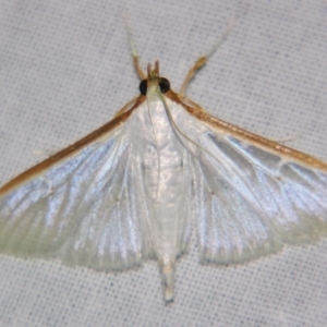 Palpita austrounionalis at Sheldon, QLD - suppressed