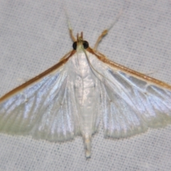 Palpita austrounionalis (Australian Jasmine Moth) at Sheldon, QLD - 28 Dec 2007 by PJH123