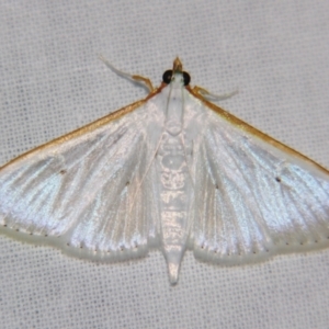 Palpita austrounionalis at Sheldon, QLD - suppressed