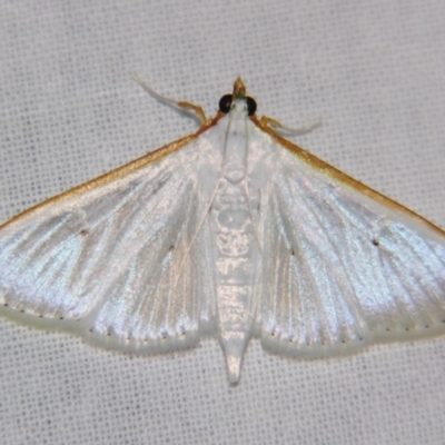 Palpita austrounionalis (Australian Jasmine Moth) at Sheldon, QLD - 28 Dec 2007 by PJH123