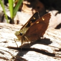 Timoconia flammeata (Bright Shield-skipper) at Uriarra Village, ACT - 30 Dec 2023 by JohnBundock