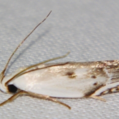 Plectophila discalis (Plectophila discalis) at Sheldon, QLD - 28 Dec 2007 by PJH123