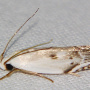 Plectophila discalis at Sheldon, QLD - suppressed
