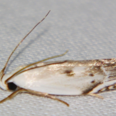 Plectophila discalis (Xyloryctidae) at Sheldon, QLD - 28 Dec 2007 by PJH123