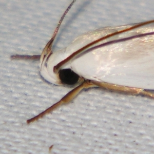 Plectophila discalis at Sheldon, QLD - suppressed