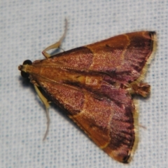 Endosimilis stilbealis (A Pyralid moth (Endotrichinae)) at Sheldon, QLD - 28 Dec 2007 by PJH123