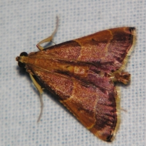 Endosimilis stilbealis at Sheldon, QLD - suppressed