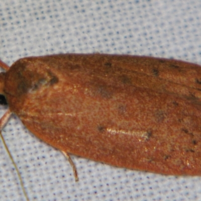 Prionocris (genus) (A Conceler moth (Wingia Group)) at Sheldon, QLD - 28 Dec 2007 by PJH123