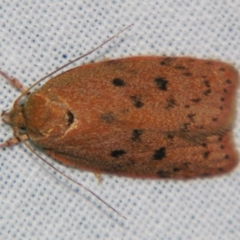 Prionocris (genus) (A Conceler moth (Wingia Group)) at Sheldon, QLD - 28 Dec 2007 by PJH123