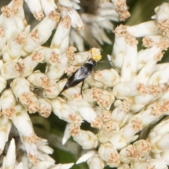 Mordella limbata (A pintail beetle) at Pinnacle NR (PIN) - 27 Dec 2023 by AlisonMilton