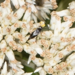 Mordella limbata (A pintail beetle) at The Pinnacle - 27 Dec 2023 by AlisonMilton