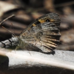 Geitoneura klugii (Marbled Xenica) at Uriarra Village, ACT - 30 Dec 2023 by JohnBundock