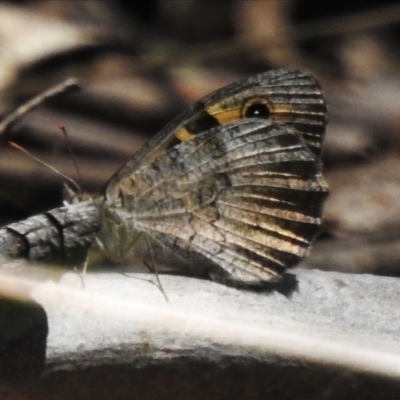 Geitoneura klugii (Marbled Xenica) at Uriarra Village, ACT - 30 Dec 2023 by JohnBundock